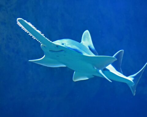 Photograph of a sawtooth fish, like the ones being endangered in Florida, swimming in blue waters.