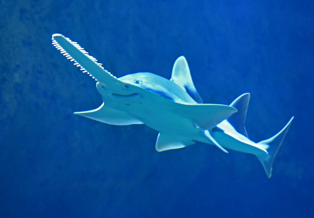 Photograph of a sawtooth fish, like the ones being endangered in Florida, swimming in blue waters.